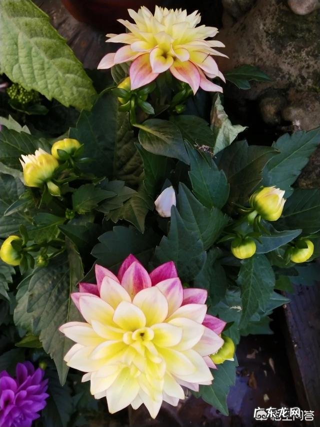 请问大丽花播种当年能否开花?