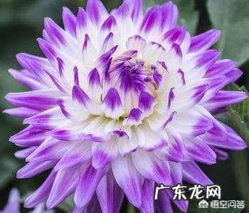 请问大丽花播种当年能否开花？