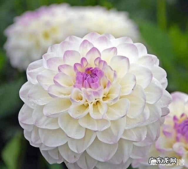 请问大丽花播种当年能否开花？