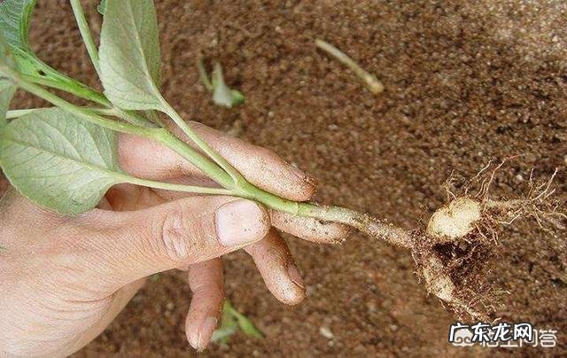请问大丽花播种当年能否开花？
