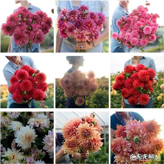 请问大丽花播种当年能否开花?