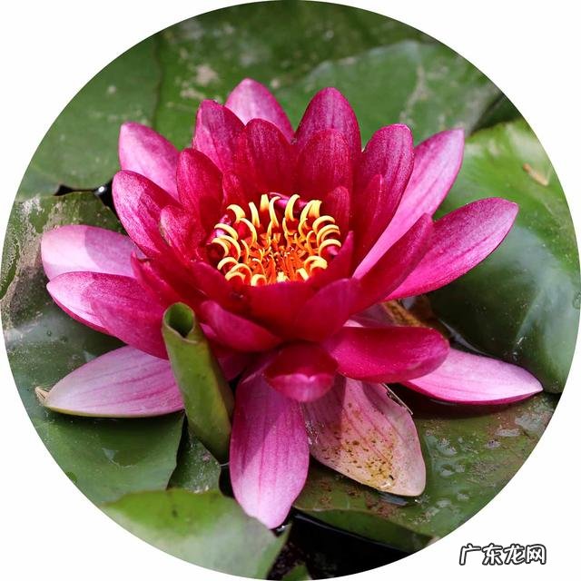 荷花和莲花有什么区别?