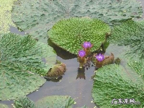 荷花和莲花有什么区别?