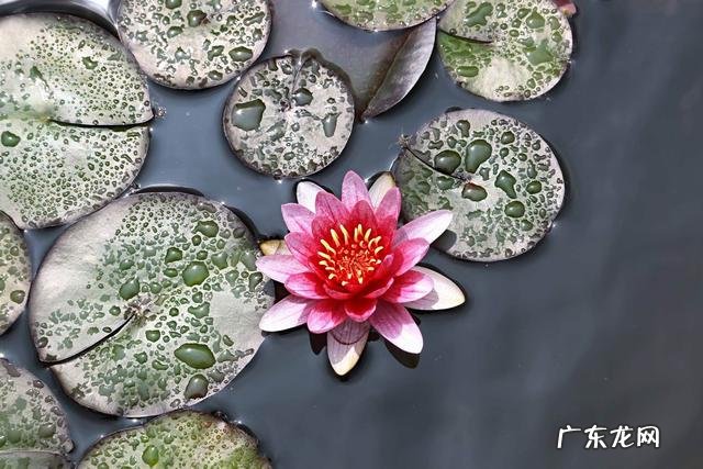 荷花和莲花有什么区别?