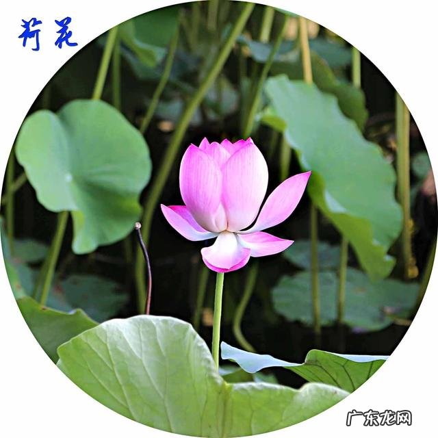 荷花和莲花有什么区别?