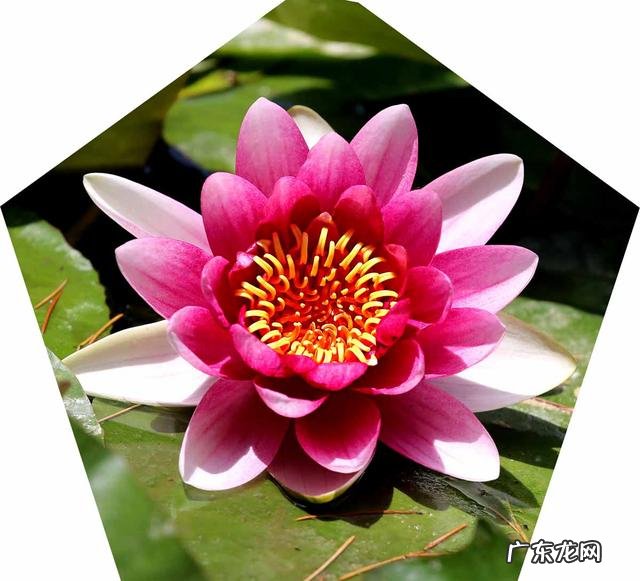 荷花和莲花有什么区别?