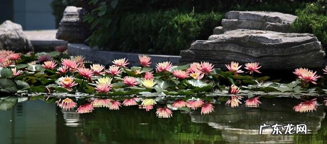 荷花和莲花有什么区别?