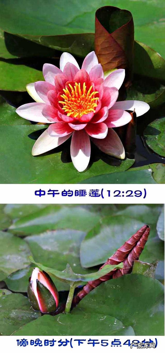 荷花和莲花有什么区别?