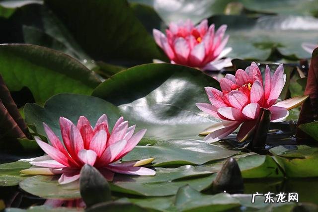 荷花和莲花有什么区别?