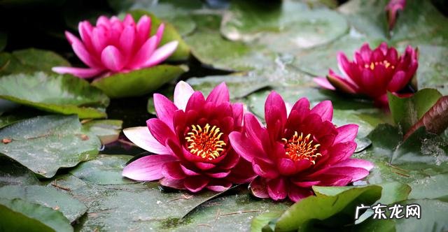 荷花和莲花有什么区别?