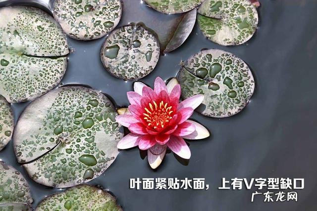 荷花和莲花有什么区别?