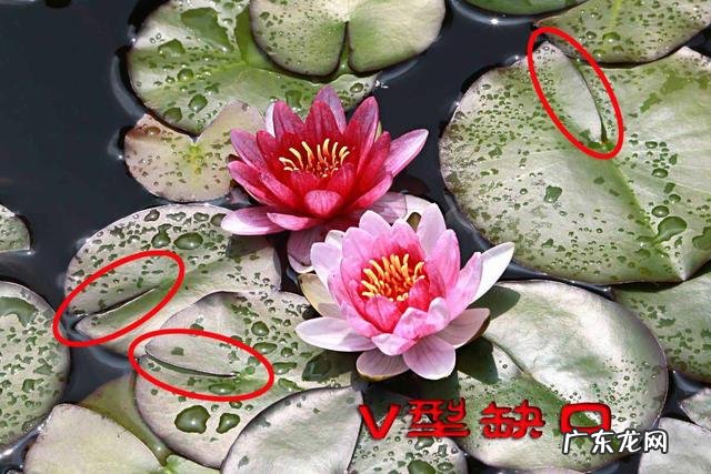 荷花和莲花有什么区别?