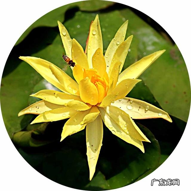 荷花和莲花有什么区别?