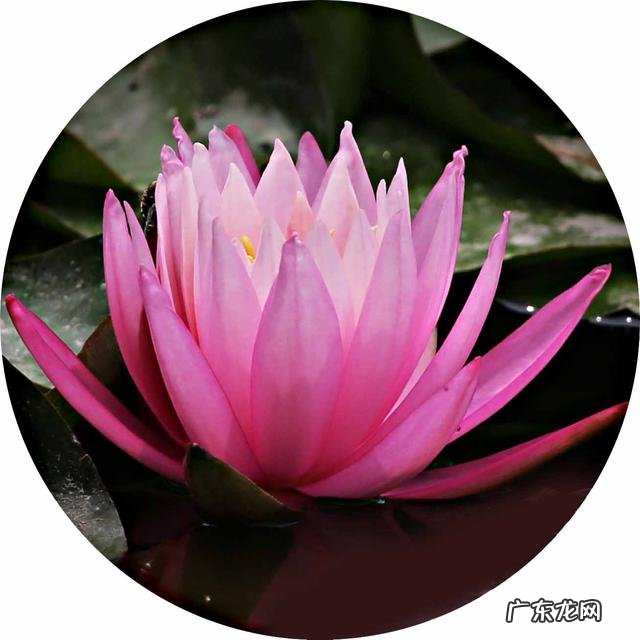 荷花和莲花有什么区别?