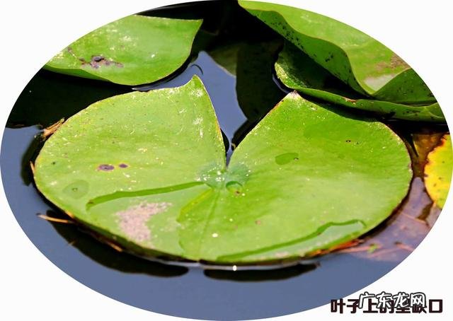 荷花和莲花有什么区别?