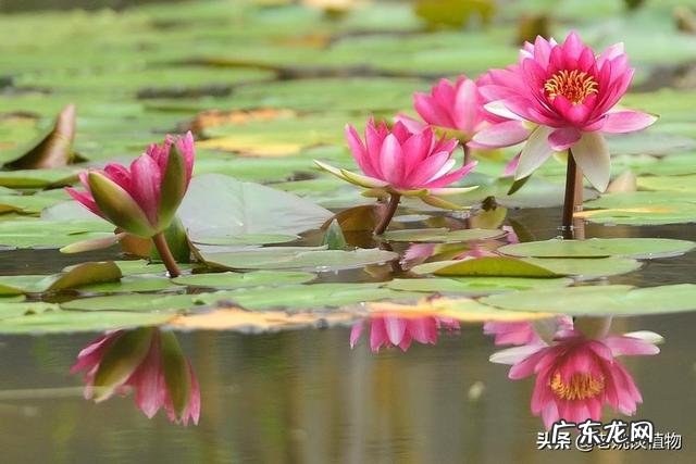 荷花和莲花有什么区别?