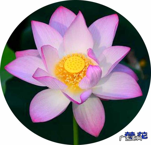 荷花和莲花有什么区别?