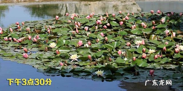 荷花和莲花有什么区别?