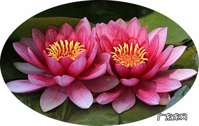 荷花和莲花有什么区别?