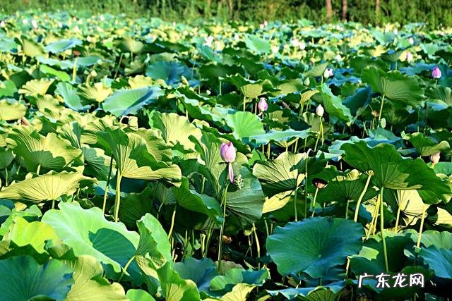 荷花和莲花有什么区别?