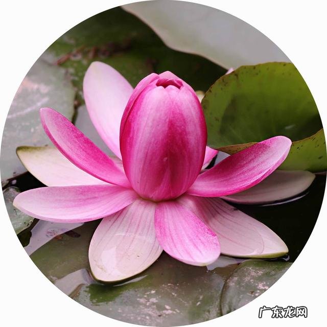 荷花和莲花有什么区别?