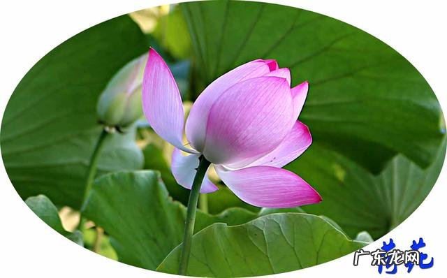 荷花和莲花有什么区别?