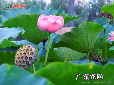 荷花和莲花有什么区别?