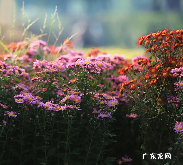 聚散终有时,后会亦有期 聚散终有时,后会亦有期