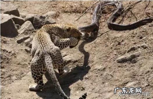 老虎能战胜蟒吗?