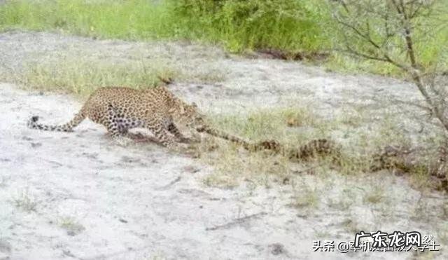 老虎能战胜蟒吗?