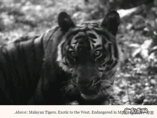 老虎能战胜蟒吗?