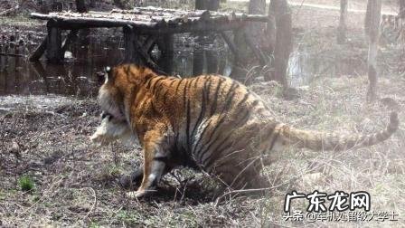 老虎能战胜蟒吗?