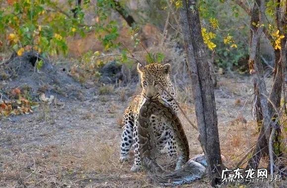 老虎能战胜蟒吗?