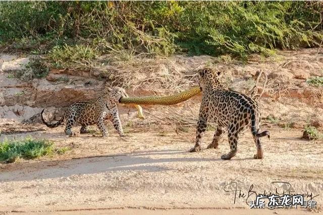 老虎能战胜蟒吗?