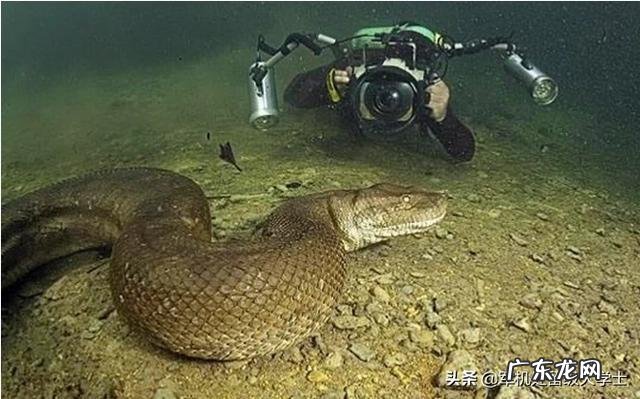 老虎能战胜蟒吗?