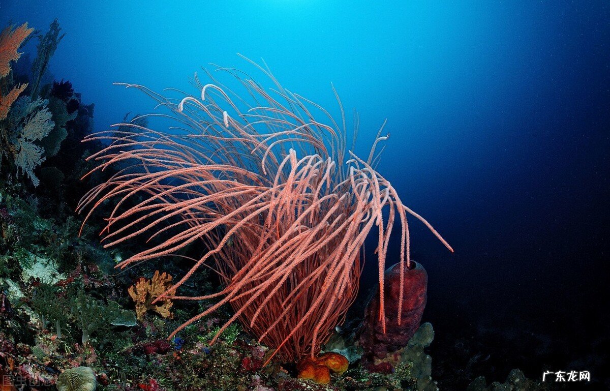 那人却在灯火阑珊处 阑珊是什么意思