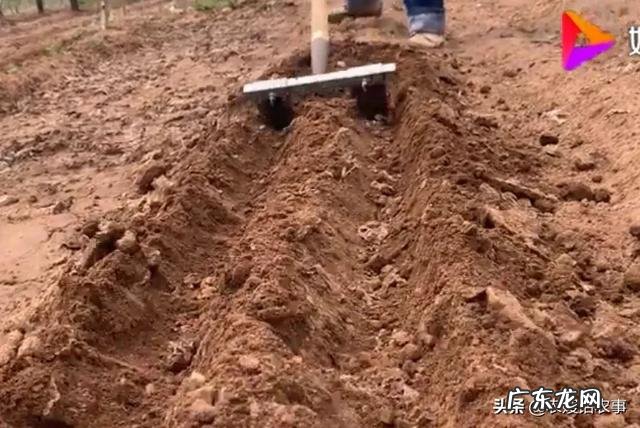 种花生撒石灰粉什么时候撒比较好?