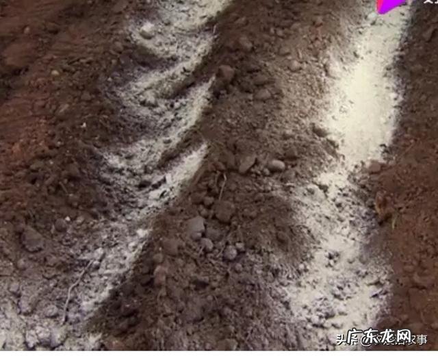 种花生撒石灰粉什么时候撒比较好?