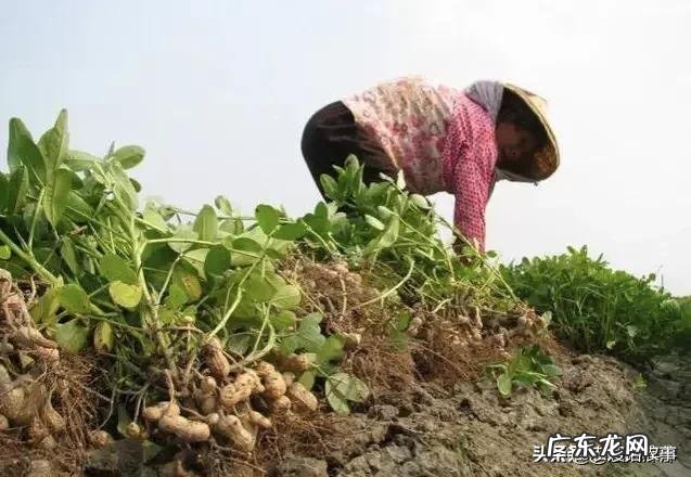 种花生撒石灰粉什么时候撒比较好?