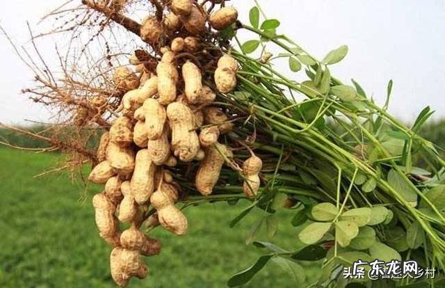 种花生撒石灰粉什么时候撒比较好?