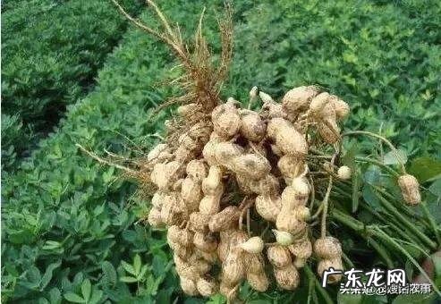 种花生撒石灰粉什么时候撒比较好?