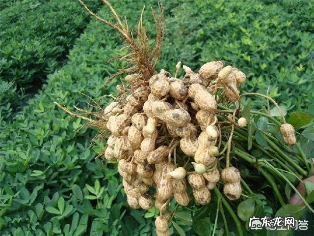 种花生撒石灰粉什么时候撒比较好?