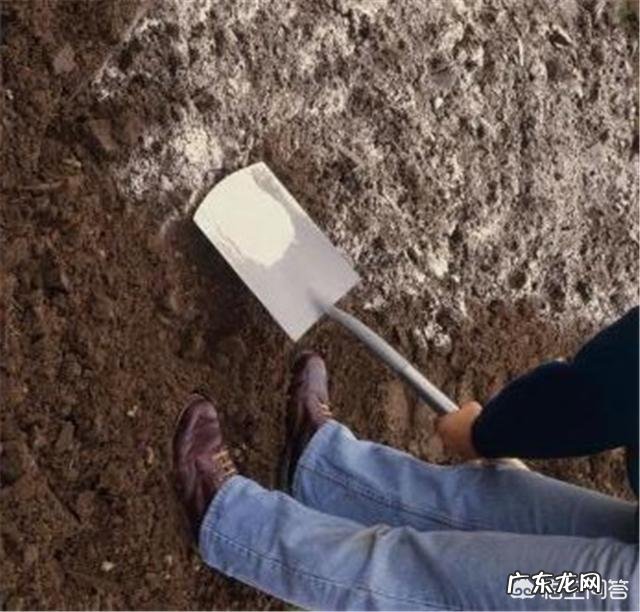 种花生撒石灰粉什么时候撒比较好?