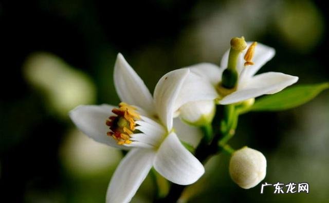 很多女性的斑看起来不一样,斑分几种?