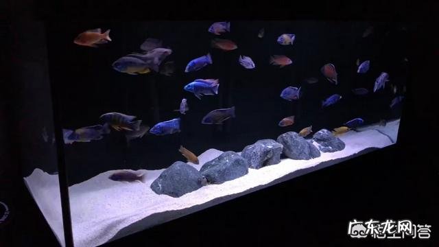 怎么才能在水缸里养鱼而不用频繁换水?