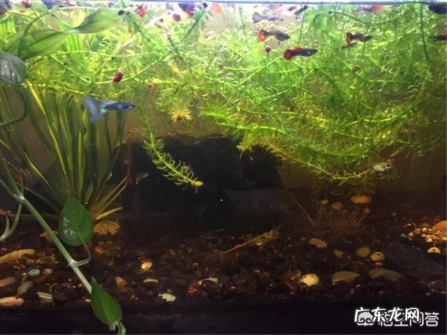 怎么才能在水缸里养鱼而不用频繁换水?