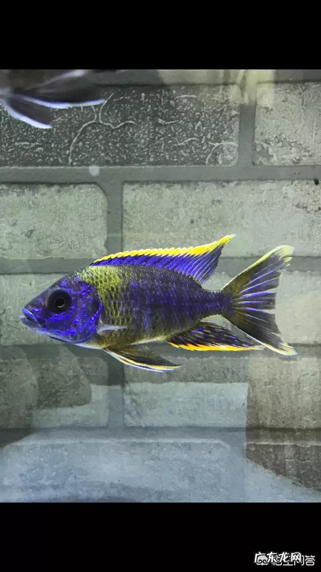 怎么才能在水缸里养鱼而不用频繁换水？