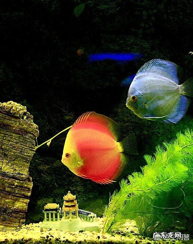 怎么才能在水缸里养鱼而不用频繁换水?