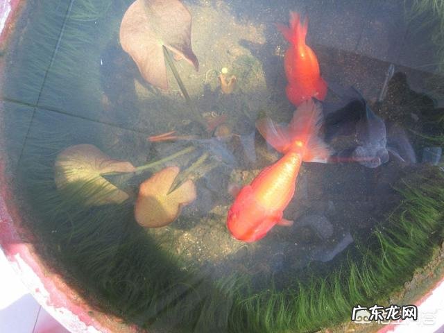 怎么才能在水缸里养鱼而不用频繁换水?