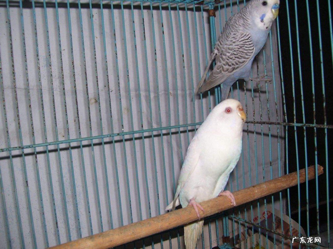 冬天怎么养鹦鹉